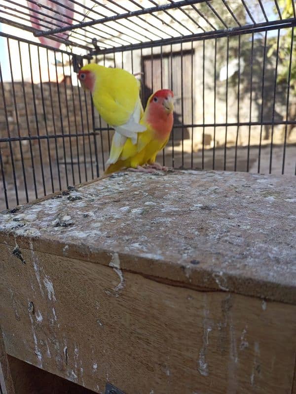 Love Birds for sale 03347107285 5