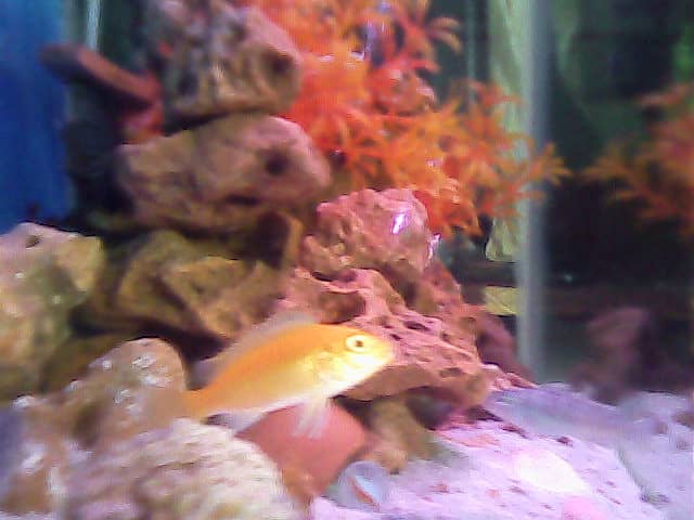 Convict cichlid and Banana cichlid 0