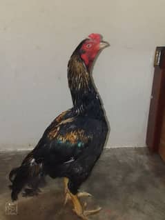 Rooster