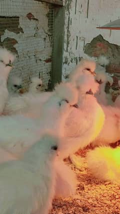 white Silkie hens top quality 5 months age