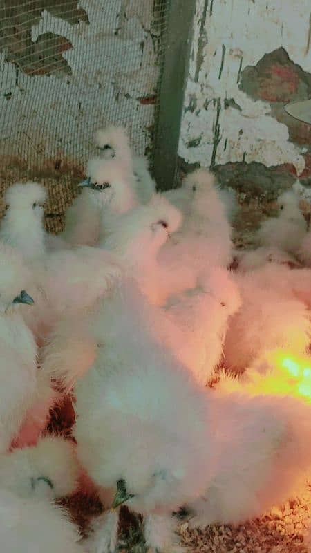 white Silkie hens top quality 5 months age 1