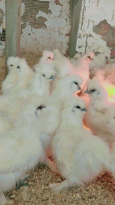 white Silkie hens top quality 5 months age 2