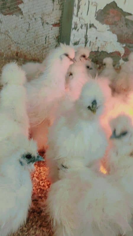 white Silkie hens top quality 5 months age 3