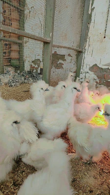 white Silkie hens top quality 5 months age 4