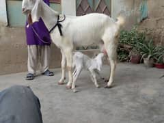 doodh wali bakri with 2 female kids beautiful goat