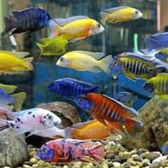 cichlids