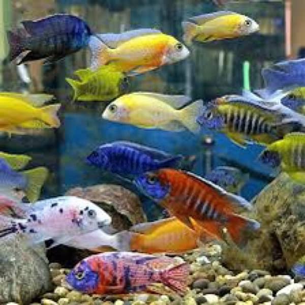 cichlids ciclids parrot fish molly goldfish tank fishes accesories 0