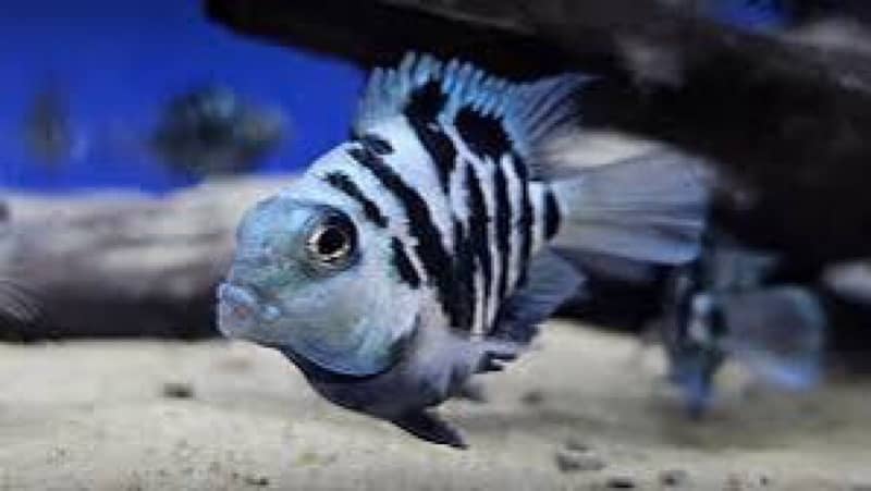 cichlids ciclids parrot fish molly goldfish tank fishes accesories 1