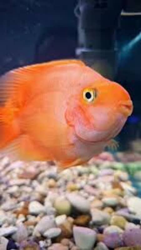 cichlids ciclids parrot fish molly goldfish tank fishes accesories 2