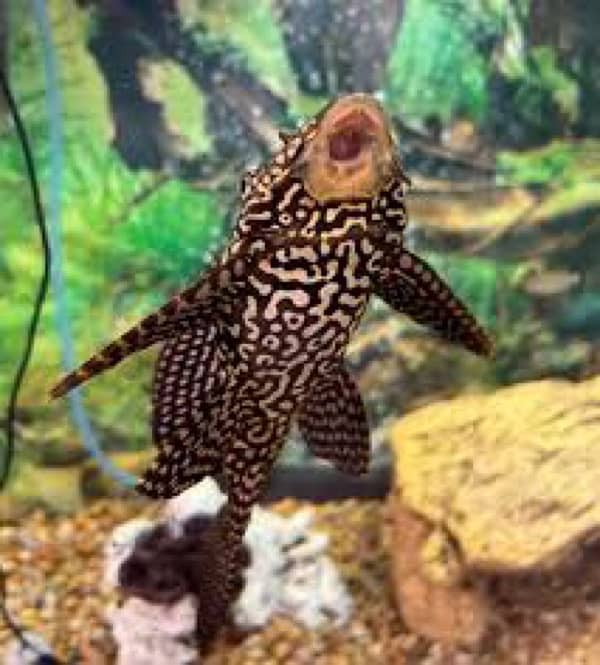 cichlids ciclids parrot fish molly goldfish tank fishes accesories 3