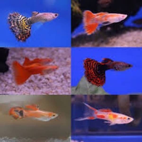 cichlids ciclids parrot fish molly goldfish tank fishes accesories 4