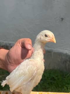 Shamo Chicks | hen | Shamo Black | Hopeland | Aseel | Fancy Birds