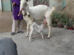 doodh wali bakri with 2 female kids beautiful goat