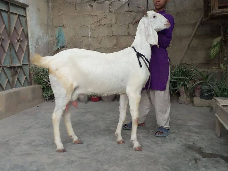 doodh wali bakri with 2 female kids beautiful goat 1