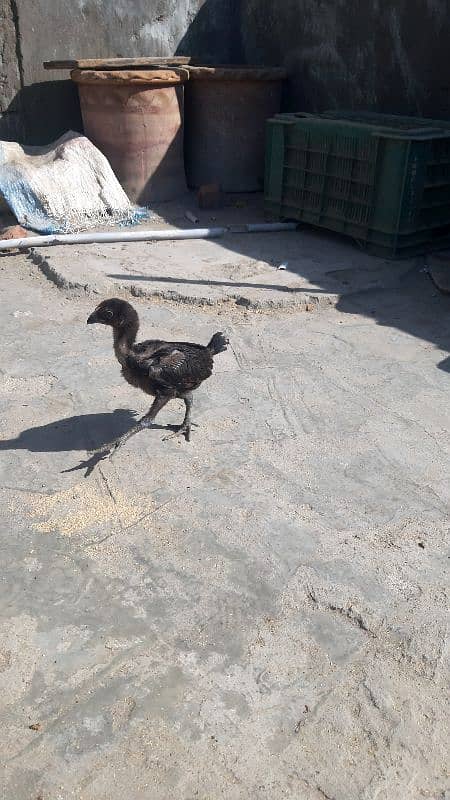 Black  thai and dragan chick available 3