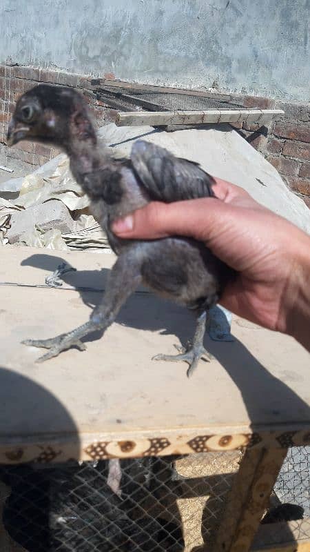 Black  thai and dragan chick available 5