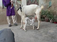 doodh wali bakri with 2 female kids beautiful goat