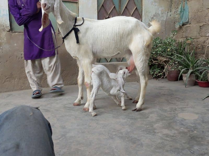 doodh wali bakri with 2 female kids beautiful goat 0