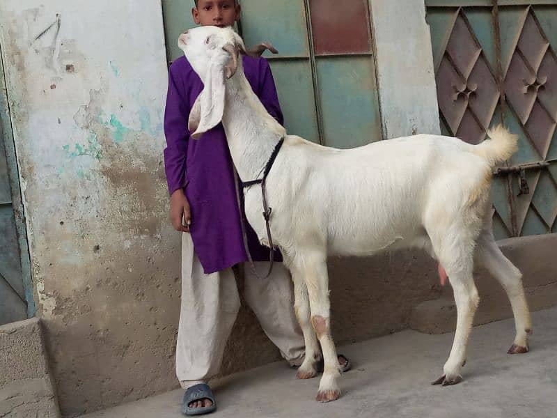 doodh wali bakri with 2 female kids beautiful goat 2