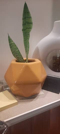 Ceramic Pot with Snake plant