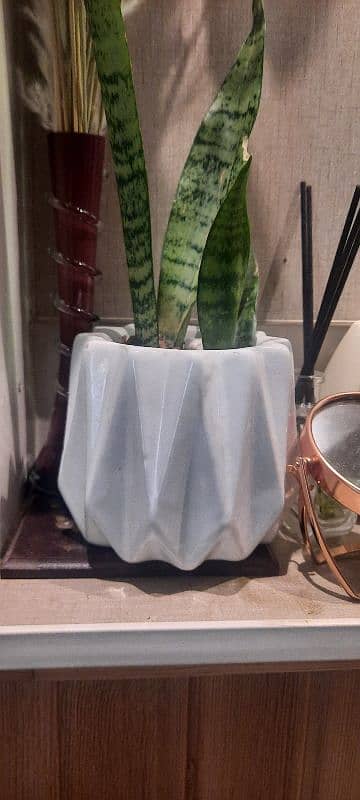 Ceramic Pot with Snake plant 1