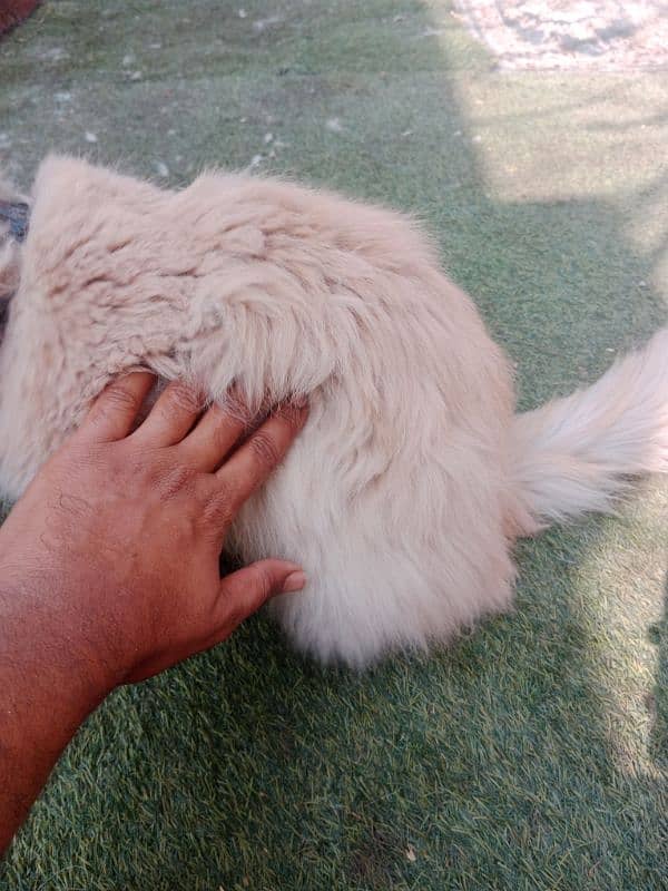 Persian male cat for sale 1