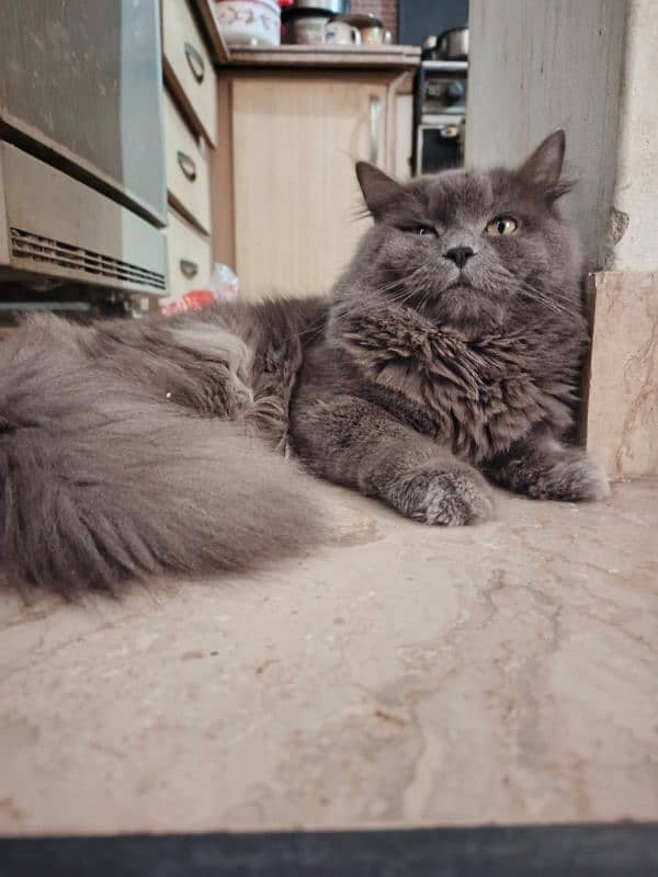 pure Persian triple coated 0/3/1/0/1/0/3/2/2/5/1 9