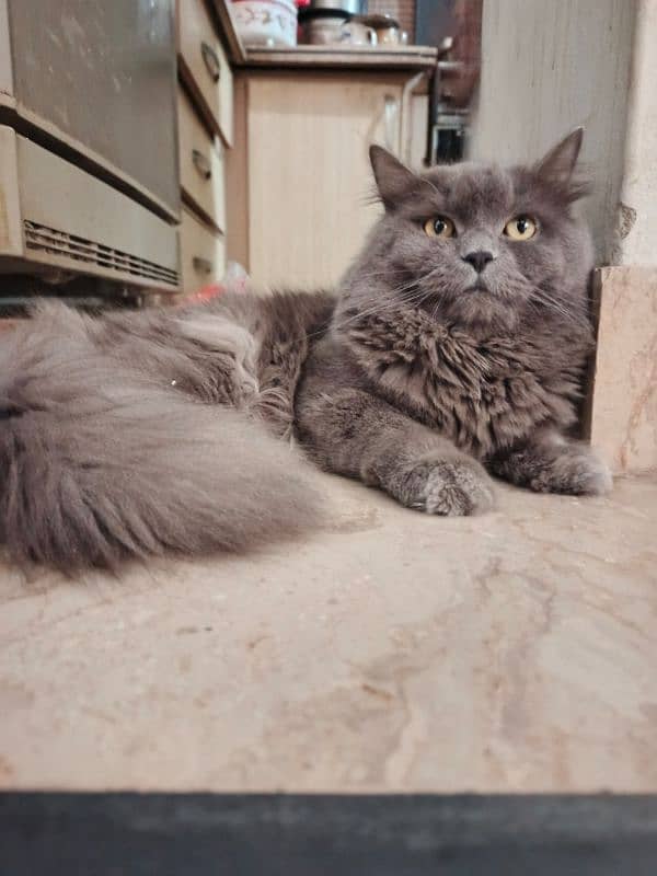 pure Persian triple coated 0/3/1/0/1/0/3/2/2/5/1 10