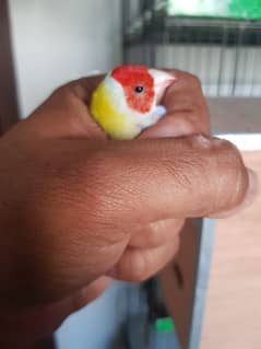 Lutino Gouldian Male | Breeder Confirm | Gouldian Finch | Urgent Sale