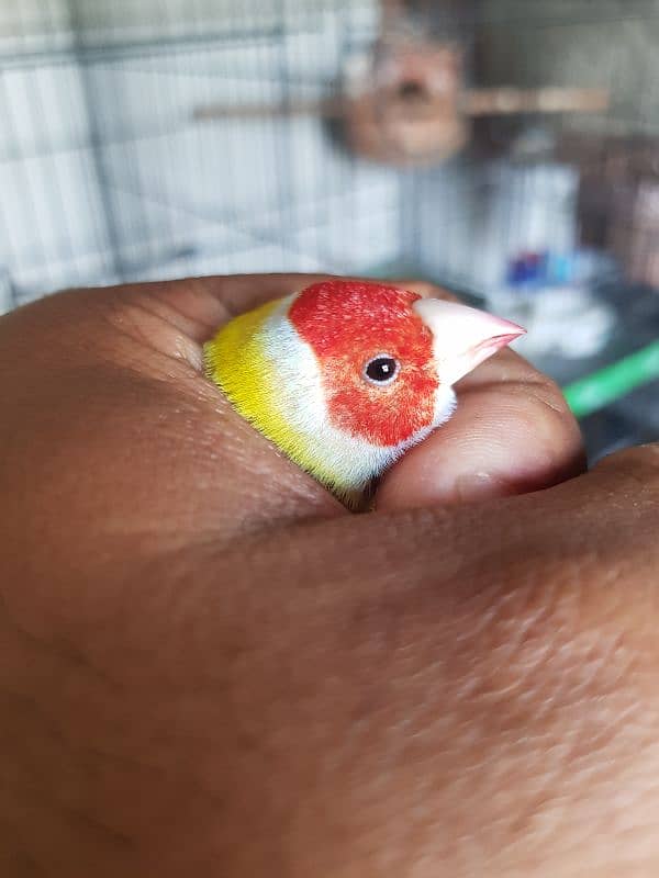 Lutino Gouldian Male | Breeder Confirm | Gouldian Finch | Urgent Sale 1