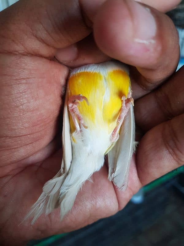 Lutino Gouldian Male | Breeder Confirm | Gouldian Finch | Urgent Sale 2