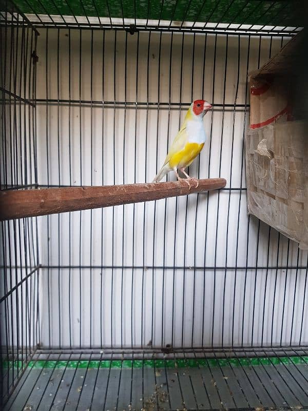 Lutino Gouldian Male | Breeder Confirm | Gouldian Finch | Urgent Sale 3