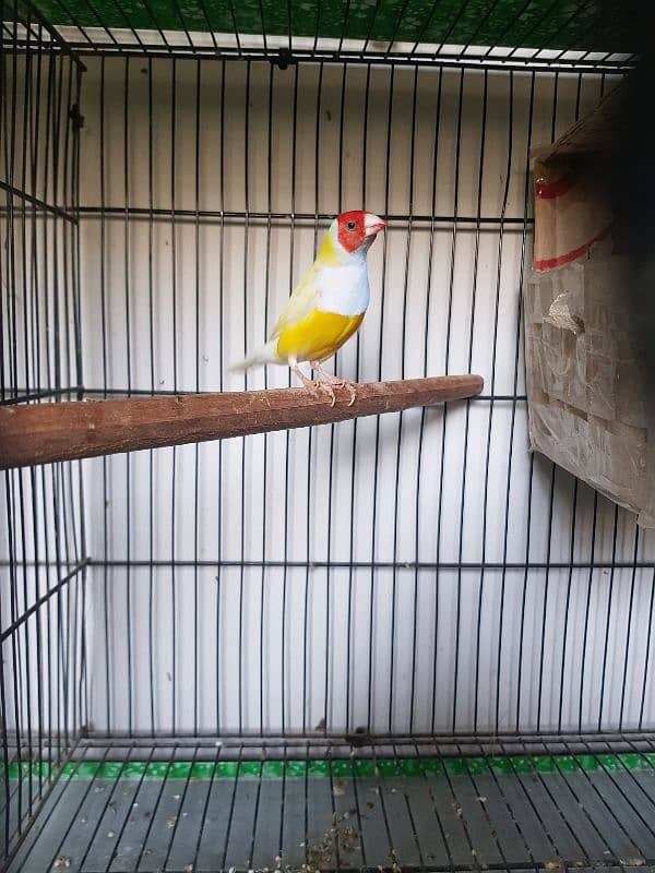 Lutino Gouldian Male | Breeder Confirm | Gouldian Finch | Urgent Sale 4