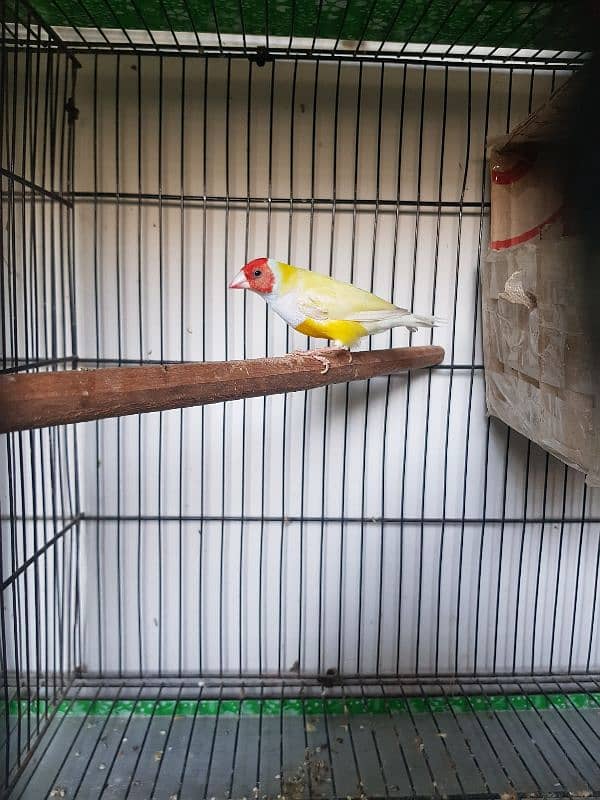 Lutino Gouldian Male | Breeder Confirm | Gouldian Finch | Urgent Sale 5