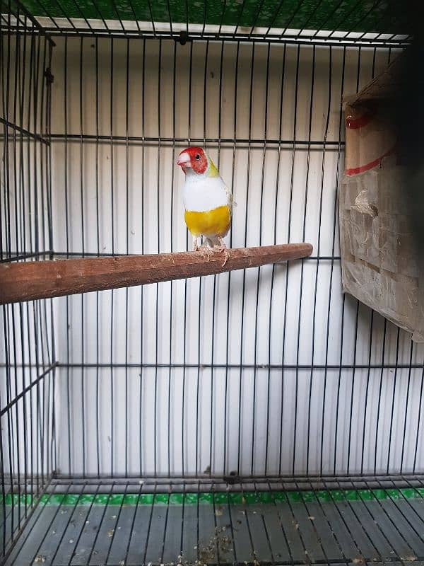 Lutino Gouldian Male | Breeder Confirm | Gouldian Finch | Urgent Sale 6