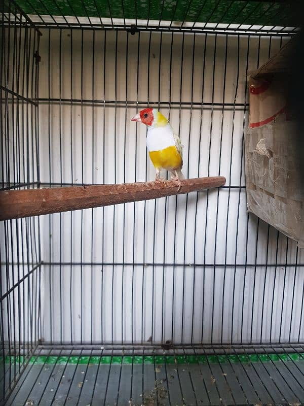 Lutino Gouldian Male | Breeder Confirm | Gouldian Finch | Urgent Sale 7