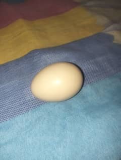 coco bantam fertile eggs