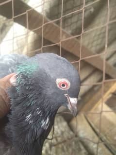 this make and female chikes for sale 1 chikes pice 20000