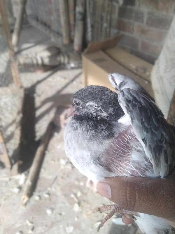 this make and female chikes for sale 1 chikes pice 20000 2