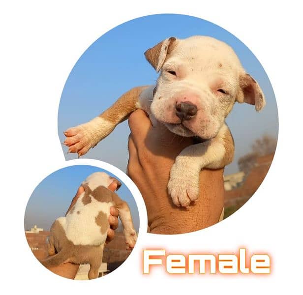 American Pitbull/ Amstaff 2