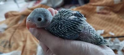 follow trained baby parrot