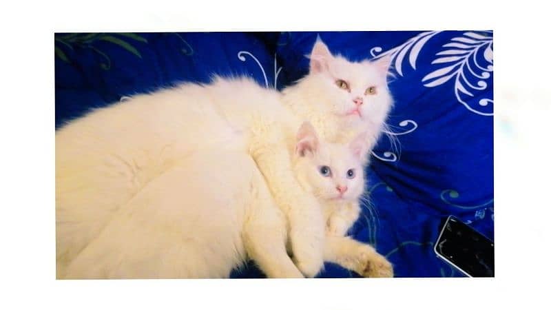 Pure Persian breeder pairs For sale 1