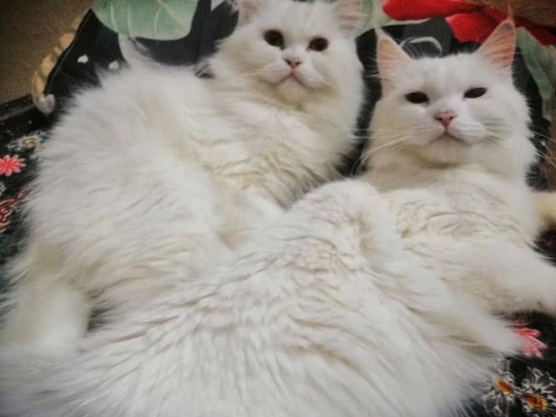 Pure Persian breeder pairs For sale 2