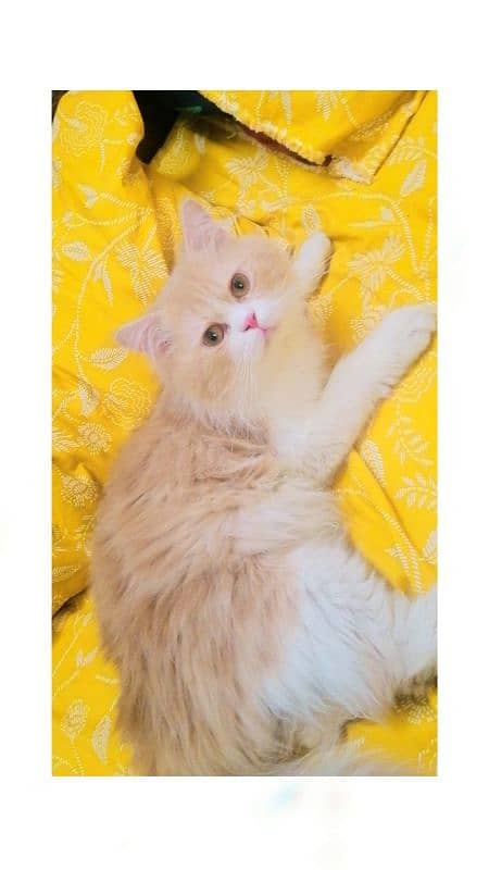 Pure Persian breeder pairs For sale 3