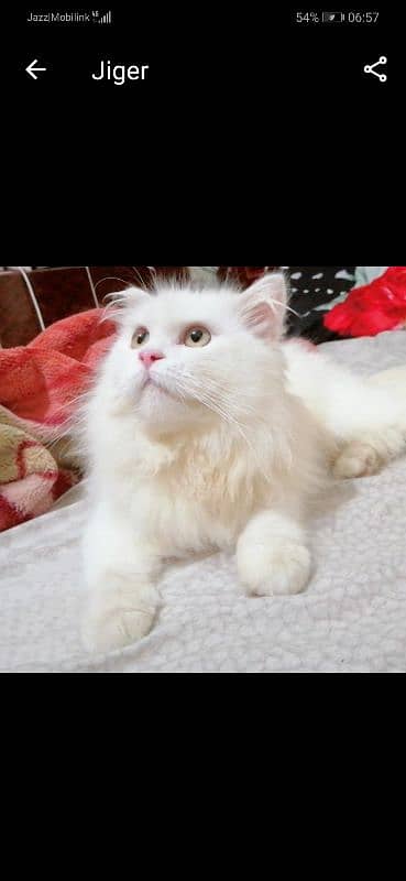 Pure Persian breeder pairs For sale 4