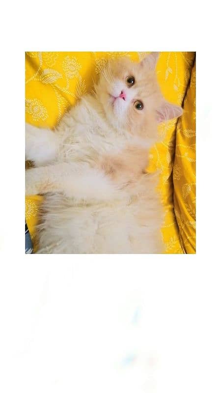 Pure Persian breeder pairs For sale 5