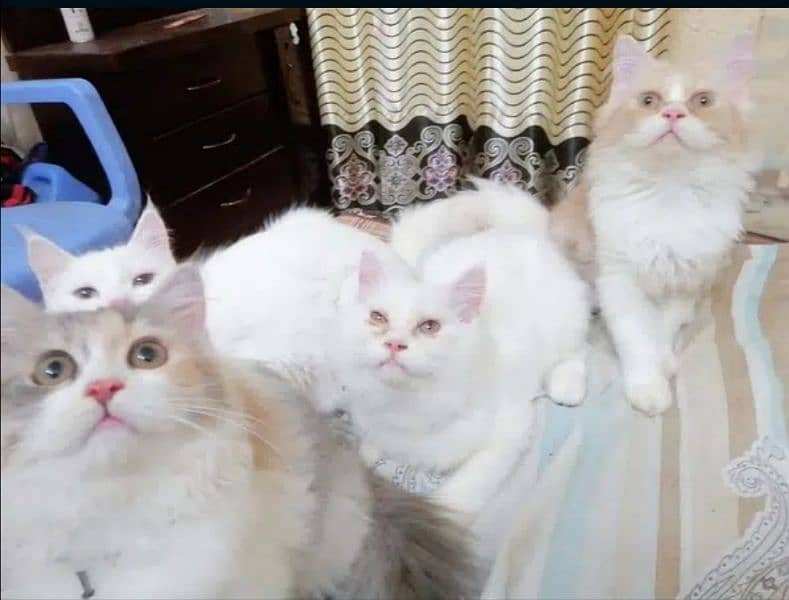 Pure Persian breeder pairs For sale 6