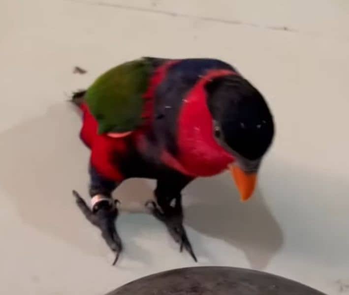 Lory Black Cap Talking Tamed Parrot 0