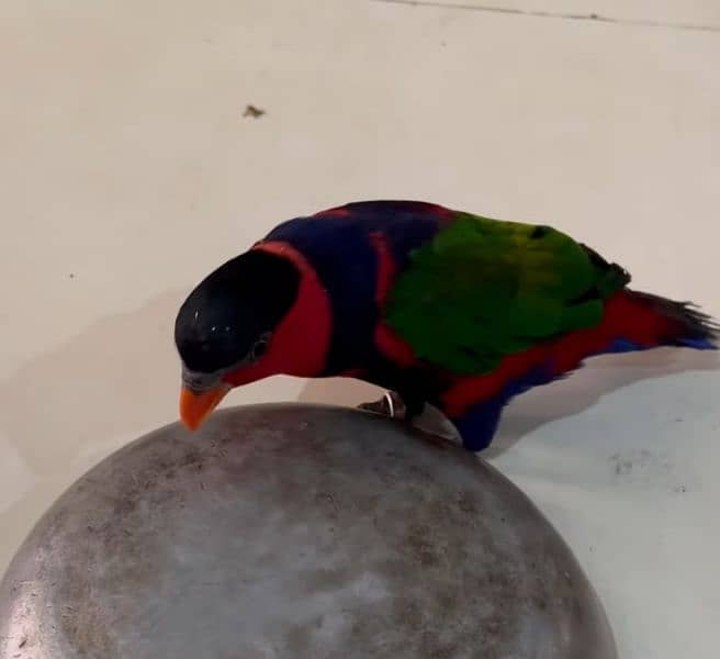 Lory Black Cap Talking Tamed Parrot 2