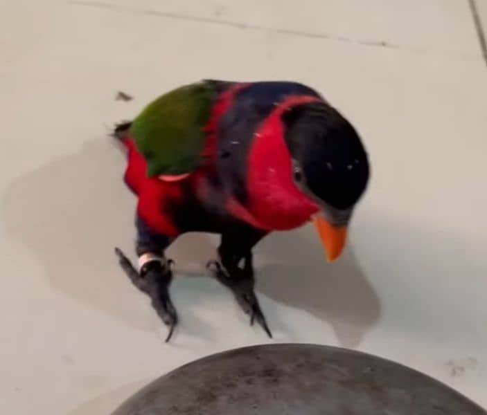 Lory Black Cap Talking Tamed Parrot 3